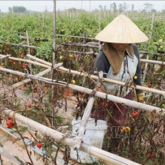 Cà chua chết khô vì bệnh lạ, nhiều hộ dân "trắng tay"